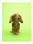 Long-haired Dachshund by Anonymous
