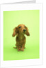 Long-haired Dachshund by Anonymous