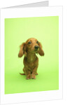 Long-haired Dachshund by Anonymous