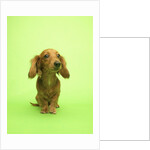 Long-haired Dachshund by Anonymous