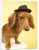 Dachshund Wearing Fedora by Anonymous