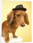 Dachshund Wearing Fedora by Anonymous