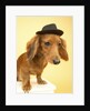 Dachshund Wearing Fedora by Anonymous