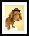 Dachshund Wearing Fedora by Anonymous