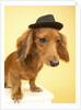 Dachshund Wearing Fedora by Anonymous