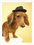 Dachshund Wearing Fedora by Anonymous