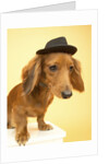 Dachshund Wearing Fedora by Anonymous