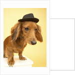 Dachshund Wearing Fedora by Anonymous
