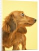 Long-haired Dachshund by Anonymous
