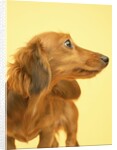 Long-haired Dachshund by Anonymous