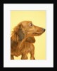 Long-haired Dachshund by Anonymous