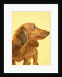 Long-haired Dachshund by Anonymous