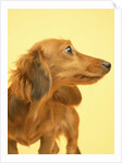 Long-haired Dachshund by Anonymous
