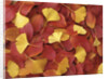 Autumnal Ginko and Dogwood Leaves by Anonymous