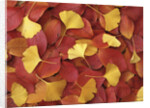 Autumnal Ginko and Dogwood Leaves by Anonymous