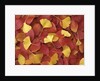Autumnal Ginko and Dogwood Leaves by Anonymous