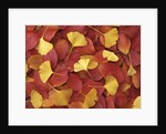 Autumnal Ginko and Dogwood Leaves by Anonymous