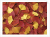 Autumnal Ginko and Dogwood Leaves by Anonymous