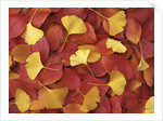Autumnal Ginko and Dogwood Leaves by Anonymous