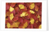 Autumnal Ginko and Dogwood Leaves by Anonymous