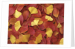 Autumnal Ginko and Dogwood Leaves by Anonymous