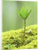 New Seedling by Anonymous