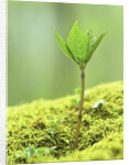 New Seedling by Anonymous