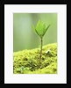 New Seedling by Anonymous