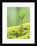 New Seedling by Anonymous