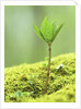 New Seedling by Anonymous