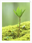 New Seedling by Anonymous