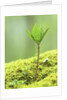 New Seedling by Anonymous