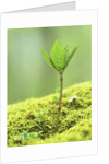 New Seedling by Anonymous