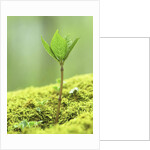 New Seedling by Anonymous