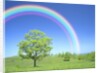 Rainbow Over a Tree by Anonymous