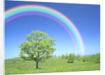 Rainbow Over a Tree by Anonymous