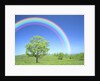 Rainbow Over a Tree by Anonymous