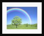 Rainbow Over a Tree by Anonymous