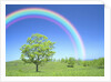 Rainbow Over a Tree by Anonymous