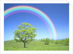Rainbow Over a Tree by Anonymous