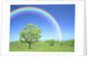 Rainbow Over a Tree by Anonymous