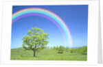 Rainbow Over a Tree by Anonymous