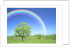 Rainbow Over a Tree by Anonymous