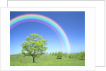 Rainbow Over a Tree by Anonymous