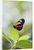 Postman Butterfly Sitting on Leaf by Anonymous