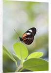 Postman Butterfly Sitting on Leaf by Anonymous