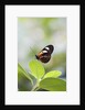 Postman Butterfly Sitting on Leaf by Anonymous