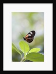 Postman Butterfly Sitting on Leaf by Anonymous