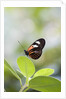 Postman Butterfly Sitting on Leaf by Anonymous