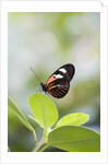 Postman Butterfly Sitting on Leaf by Anonymous